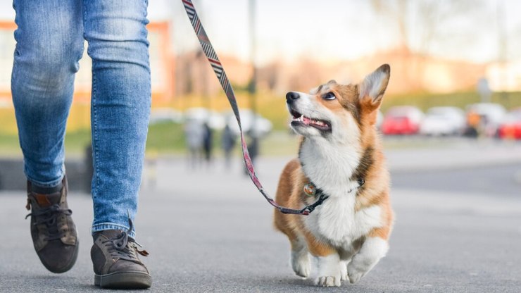 10 dicas para aproveitar o Carnaval com o seu cachorro