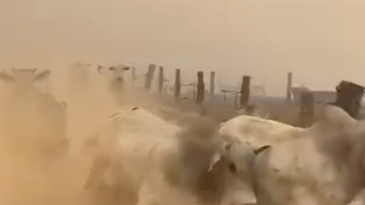 Gado fugindo de incêndio em Rio Verde