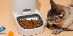 Cientistas revelam técnica simples para se comunicar com gatos