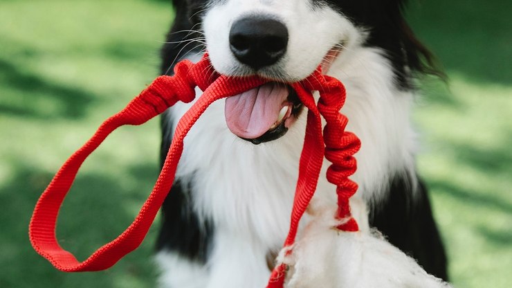 A importância do passeio matinal com animais de estimação
