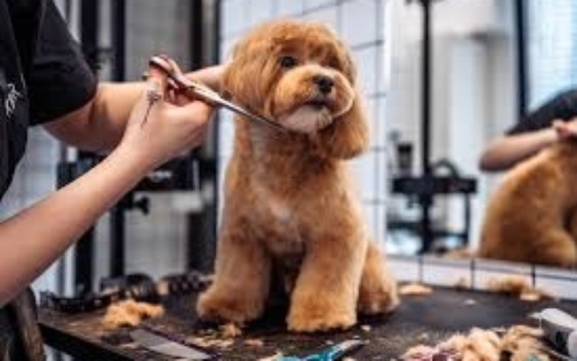 Profissão grooming está muito além de banho e tosa de pet