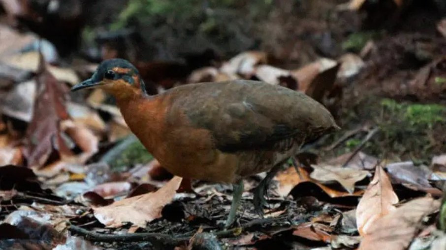 Ave descoberta na Amazônia lembra Dodô, extinto no século 17
