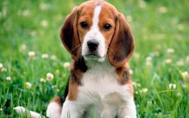 O Beagle é um cachorro que costuma ter problemas de saúde como a obesidade
