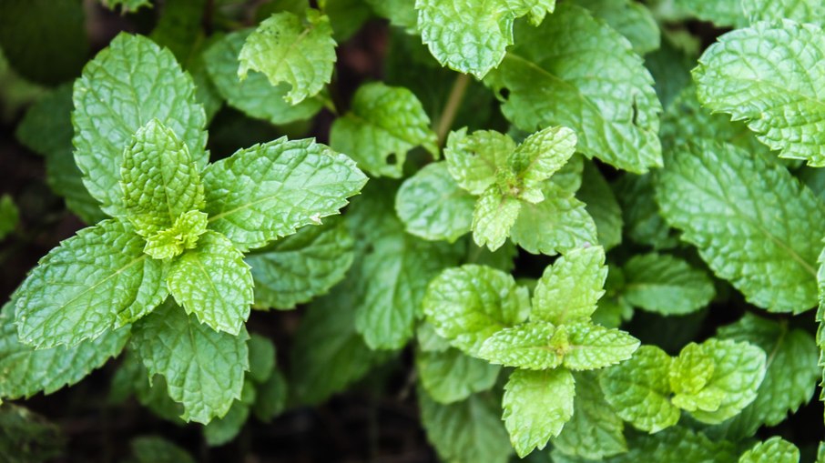 Hortelã combate ratos com aroma forte