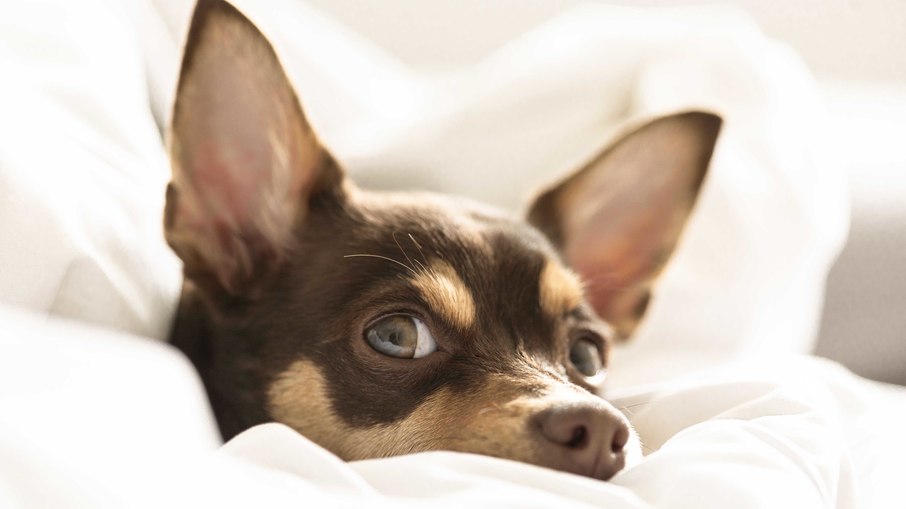 Cão dorme no seu travesseiro? Ciência explica Cão dorme no seu travesseiro? Ciência explica