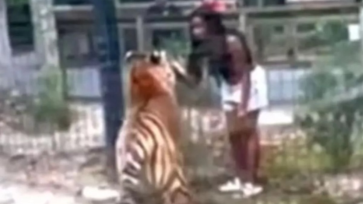 Mulher coloca mão dentro de grade de tigre e quase é mordida