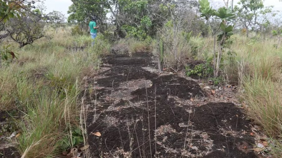 Inédito: pegadas de dinossauros são descobertas na Amazônia