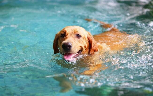 Conheça as raças de cachorro que são amantes da água e exímios nadadores