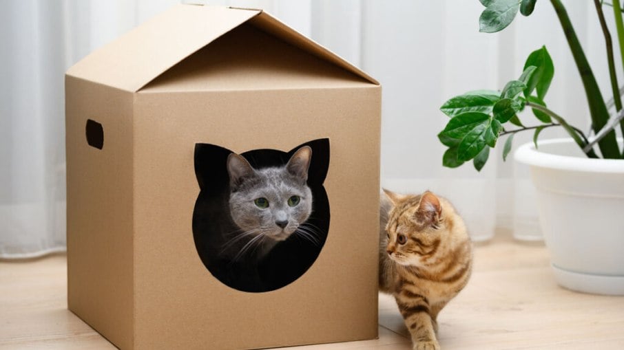 Os gatos amam caixas de papelão