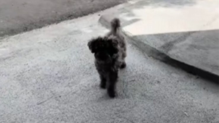 Cachorro finge estar com a pata machucada para ganhar carinho