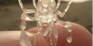 "Alien transparente" do fundo do mar é encontrado após tempestade