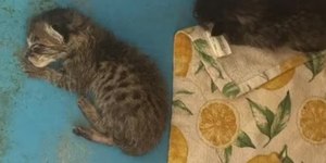 Professora é investigada após alimentar cobra com filhote de gato