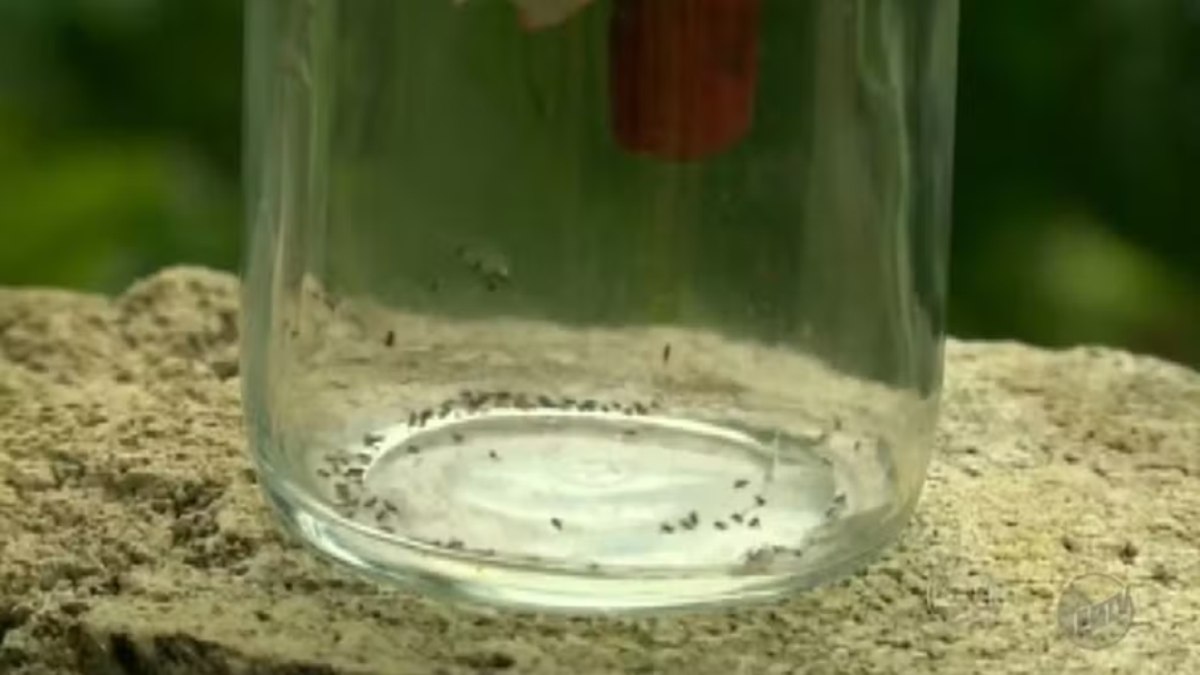 Mosquito que transmite o vírus da Febre do Oropouche mede 2 milímetros Mosquito que transmite o vírus da Febre do Oropouche mede 2 milímetros