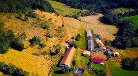 Café do Panamá bate recorde e é vendido por R$ 160 mil o kg