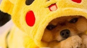 Veja 8 nomes para cachorros que são inspirados em Pokémon