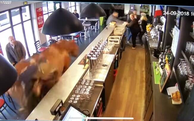 Cavalo entra galopando em bar de apostas esportivas localizado na em Chatilly, na França, e assusta os clientes