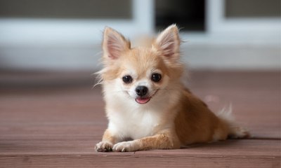 Confira oito cachorros que se adaptam bem ao calor