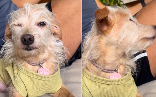 Cachorrinha faz drama e imita tutora com conjuntivite