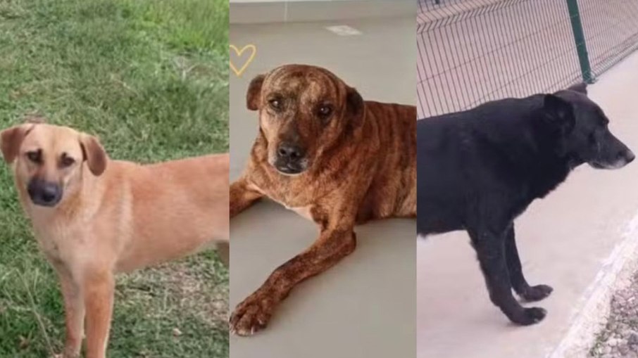 Cachorros desapareceram em Araucária Cachorros desapareceram em Araucária