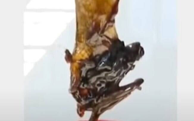 Morcego foi encontrado em um pote de molho