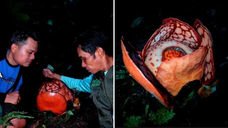VÍDEO: fotógrafo captura flor "alien" após 13 anos procurando