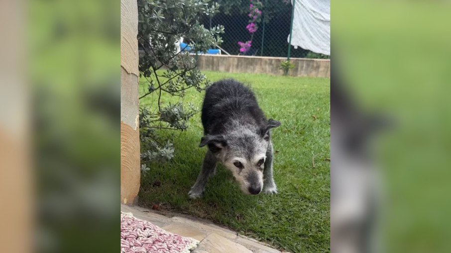 Morre Pingo, cachorro conhecido pela longevidade