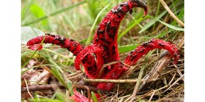 “Dedos do diabo” existem e aparência assusta; veja fotos