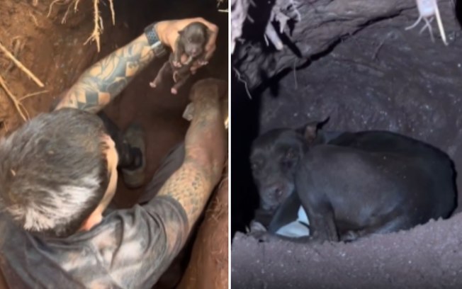 Cadela grávida desaparece e é encontrada em túnel com filhotes Av67hjd3nde1lwposexbxo4s6