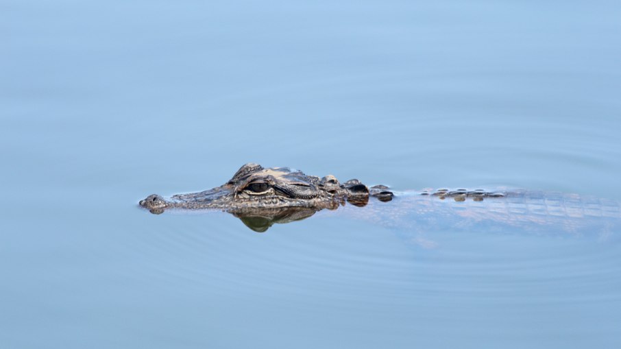 Jacaré-americano ou alligator Jacaré-americano ou alligator