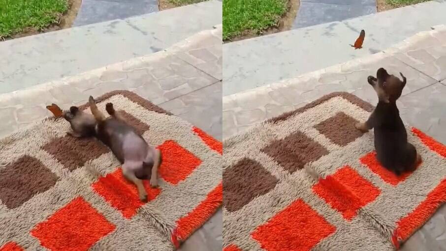 Cachorro é flagrado se brincando com borboleta