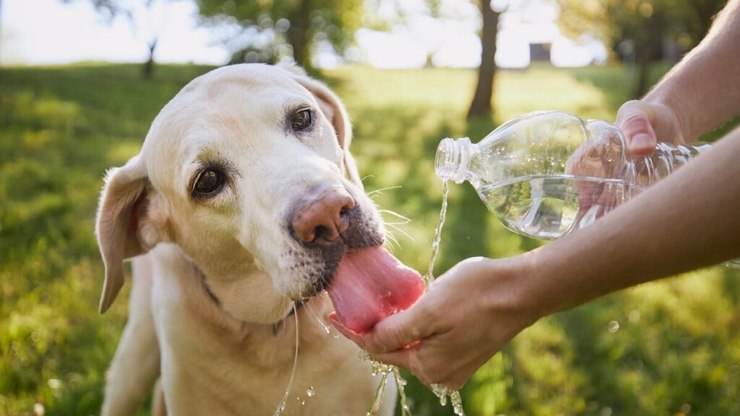 Calor? Especialista explica como manter a saúde do pet nos dias de altas temperaturas