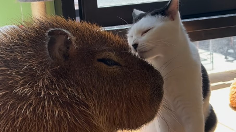 Capivara e gato encantam a web