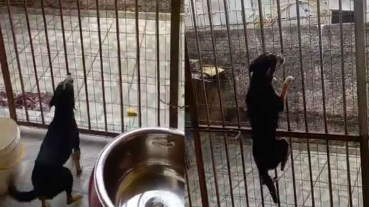 Cachorra escala portão e impressiona internautas; veja vídeo