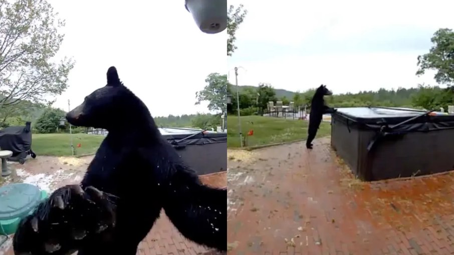 Urso surpreende por comportamento educado Urso surpreende por comportamento educado