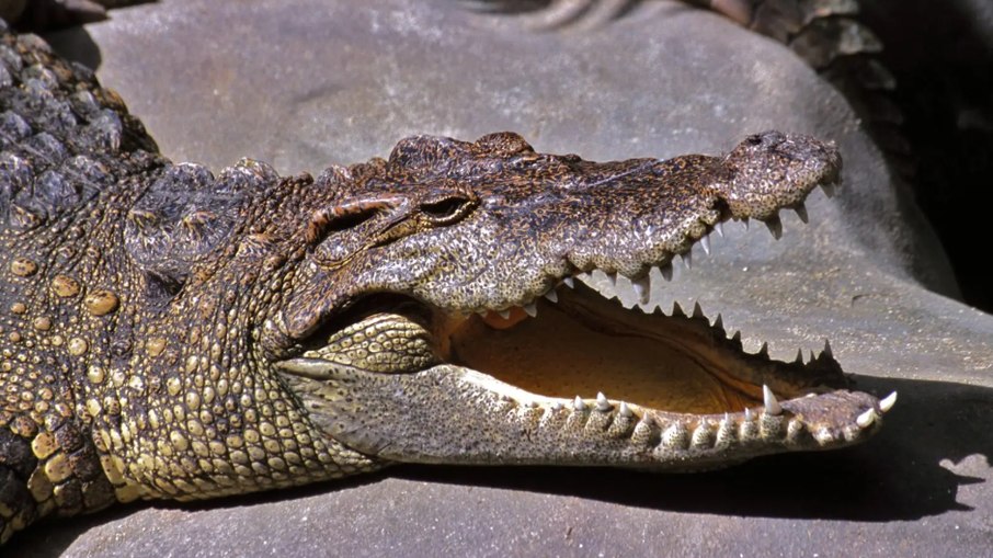 Crocodilos podem viver, realmente, por muito tempo - mas Henry bateu recorde