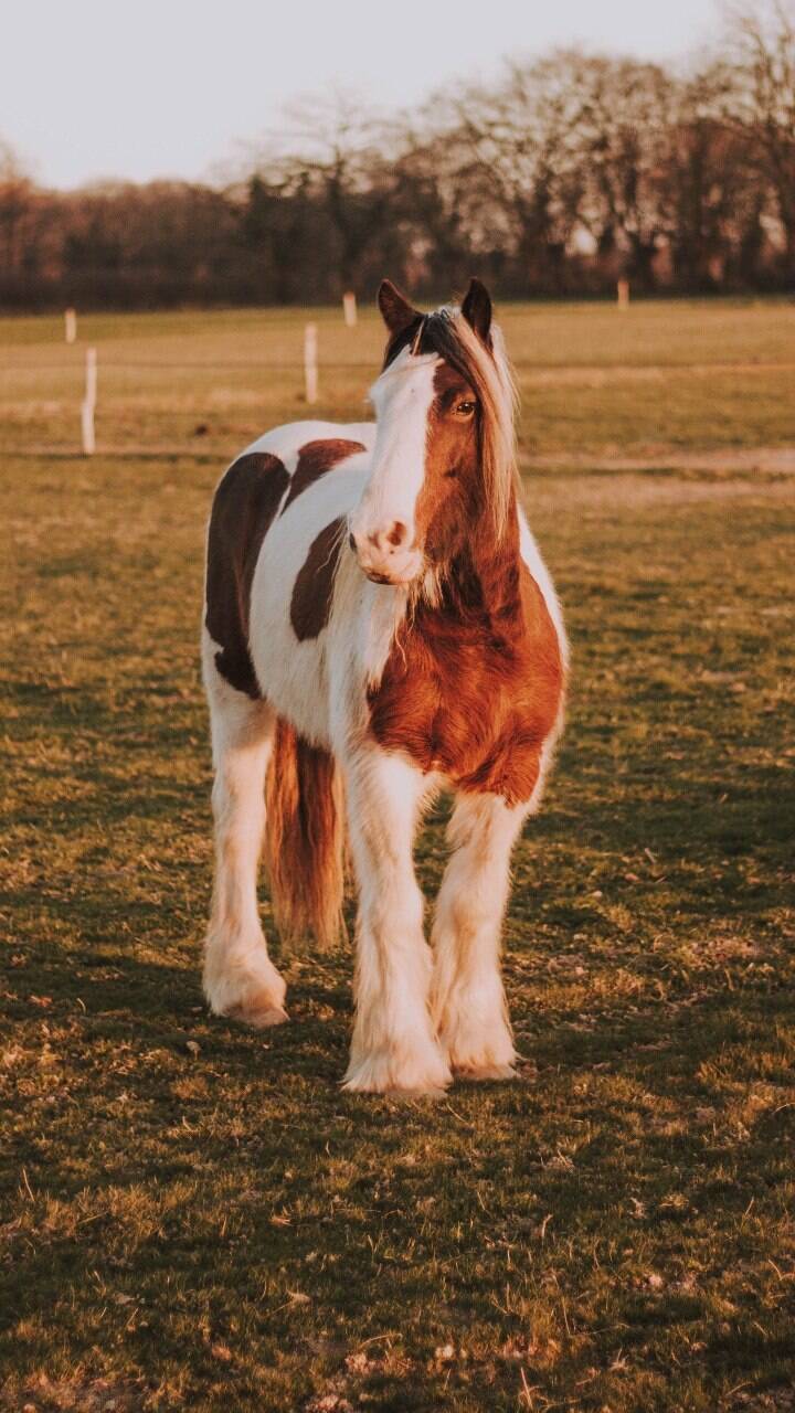 10 curiosidades fascinantes sobre os cavalos, Guia de Bichos