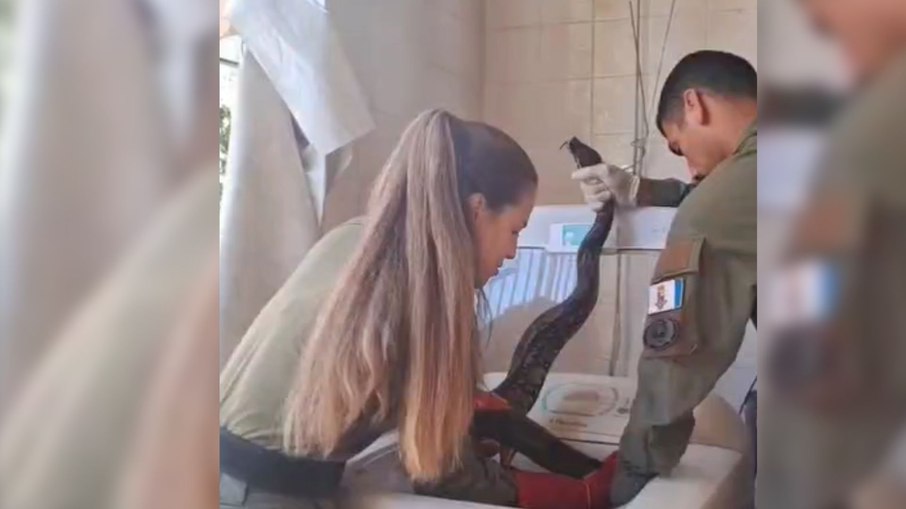 Cobra é encontrada em uma máquina de lavar Cobra é encontrada em uma máquina de lavar