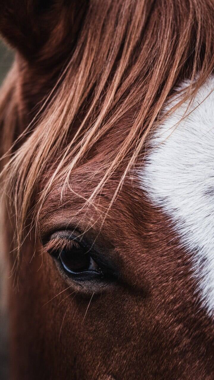 10 curiosidades fascinantes sobre os cavalos, Guia de Bichos