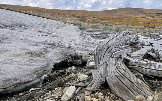 Gelo derretido revela floresta de 6 mil anos nos Estados Unidos