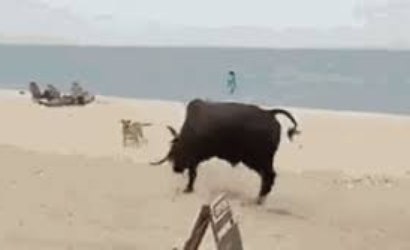 Vídeo: touro ataca turistas e cachorros em praia