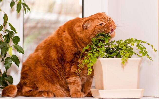 Algumas plantas tóxicas para gatos podem ser comuns na sua casa