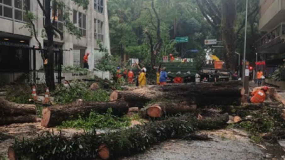 Queda de árvore na Alameda Santos, em SP