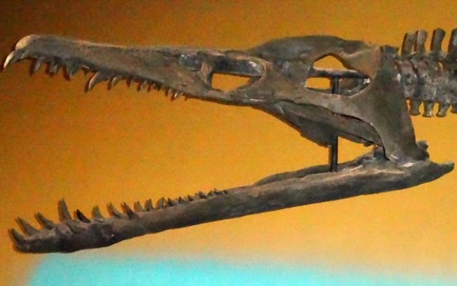 Crânio de pliossauro gigante com 150 milhões de anos é descoberto