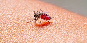 China: surto de chikungunya deixa população em alerta