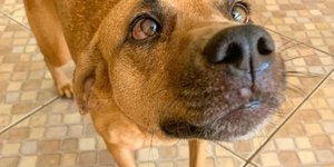 Focinho do cão é sujo? Veterinárias explicam riscos e cuidados