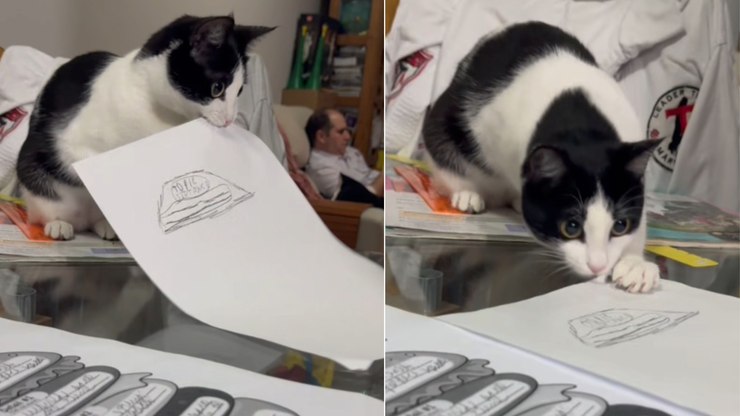 Gata%20interrompe%20estudo%20da%20tutora%20e%20tenta%20destruir%20li%C3%A7%C3%A3o%20de%20casa