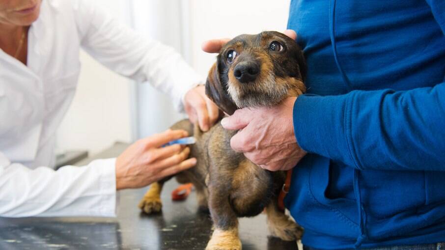 Muitos cães morrem de medo de ir ao veterinário, sair com o pet apenas nessas situações pode ser traumatizante