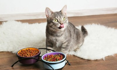 Veterinária dá 5 dicas para melhorar a alimentação do seu gato