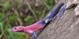 Conheça o agama-de-Mwanza, apelidado de lagarto Homem-Aranha