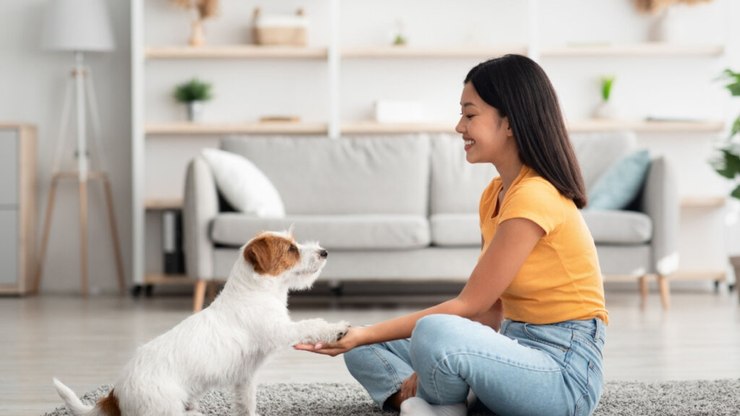 5 dicas para uma boa convivência com cachorro em apartamento